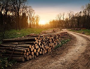 Alabama Timber Resources