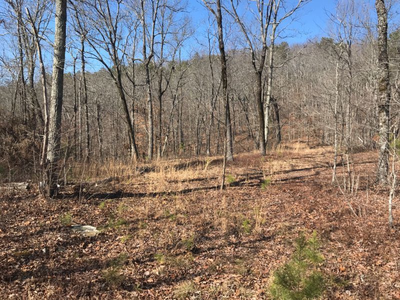 Hurricane Mountain 80 Acres bordering 3,000 acres of Talladega National Forest Alabama Land Agent